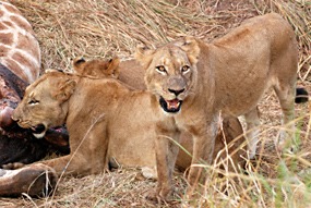 zuid-afrika-sabi-sabi-leeuwen-07