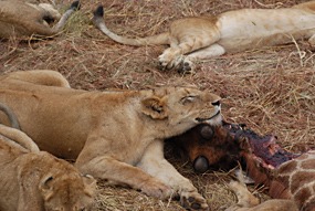 zuid-afrika-sabi-sabi-leeuwen-08