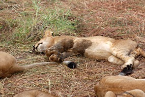 zuid-afrika-sabi-sabi-leeuwen-09
