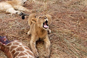 zuid-afrika-sabi-sabi-leeuwen-10