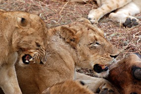 zuid-afrika-sabi-sabi-leeuwen-11