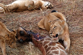 zuid-afrika-sabi-sabi-leeuwen-12