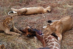 zuid-afrika-sabi-sabi-leeuwen-13