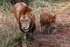 zuid-afrika-sabi-sabi-leeuwen-14