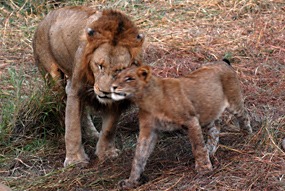 zuid-afrika-sabi-sabi-leeuwen-15