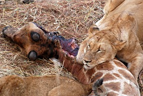 zuid-afrika-sabi-sabi-leeuwen-16