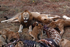 zuid-afrika-sabi-sabi-leeuwen-17