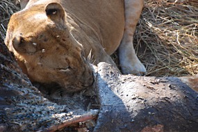 zuid-afrika-sabi-sabi-leeuwen-18