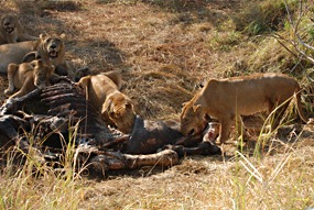 zuid-afrika-sabi-sabi-leeuwen-19