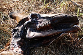 zuid-afrika-sabi-sabi-leeuwen-20