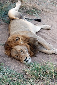 zuid-afrika-sabi-sabi-leeuwen-21